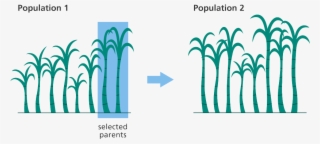 A Graphic Depicting The Process Of Selectively Breeding - Does Selective Breeding Work