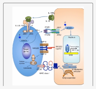 Immune Reactions Between Nkg2d Cd8 T Cells And Hair - Cytotoxic T Cell