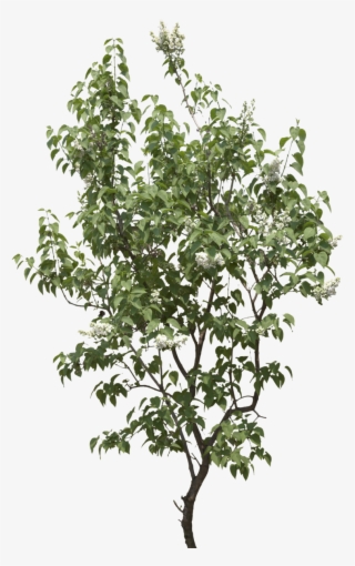 Tree Png Image, Download Png Image With Transparent - Gufic Biosciences Ltd Navsari