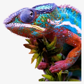 We Know That This Industry Requires Highly Skilled, - Chameleon Meme