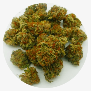 Great Weed North - Quad Of Weed