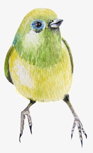 A Bird Transparent Png That Is Afraid To Go Backwards - Atlantic Canary