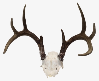 Banner Stock Natural Point Deer Antler Chairish - Antler