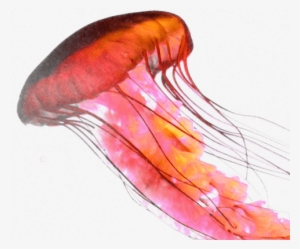 Animals - Jellyfish - Jellyfish Png