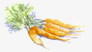 Carrot Drawing Vegetable Painting - Carrot Watercolor Kisspng
