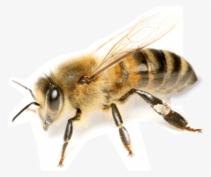 Honey Bee Png - Bee Book For Beginners: An Apiculture Starter Or How