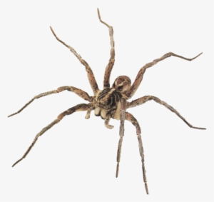 Best Free Spider Png Picture - Wolf Spider