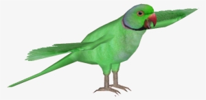 Indianringneckm - Ringnecked Parakeet Png