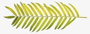 Watercolor Palm Leaves Png