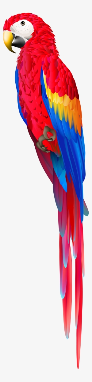 Parrot Png