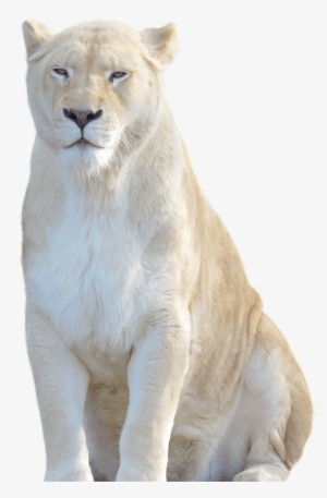 Image - White Lion Hd Png
