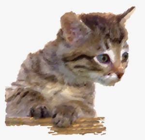 Cat - Zebra Publishing Corp Curious Kittens Calendar 2016