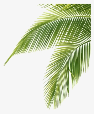 Free Icons Png - Palm Tree Leaves Png