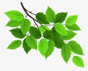 Leaves Png