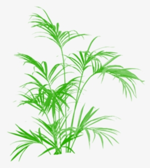 Bamboo Green Tree Clipart Vector Png, Tree Png Plan, - Kentia Palm Artificial 5 Ft Uk