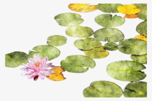 Download Lotus Watercolor Png Clipart Sacred Lotus - Watercolour Water Lily Png