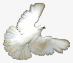 White Doves Png - Pigeons And Doves