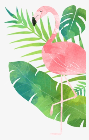 Capitão Zeferino - Flamingo Wallpaper For Phone