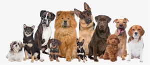 Myths & Concerns About Feeding Raw - Dog Grooming