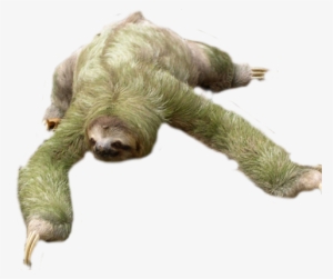 Sloth Free Download Png - Sloth Png