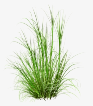 Grass Photoshop, Photoshop Images, Tree Psd, Photoshop - Herbes Png