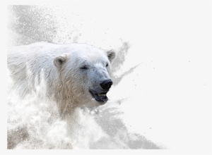 Superyupo Is The Smooth, Bright White, 100% Waterproof - Polar Bear