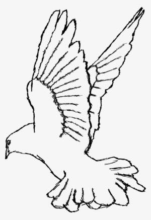 Illustrator - White Dove Drawing Png