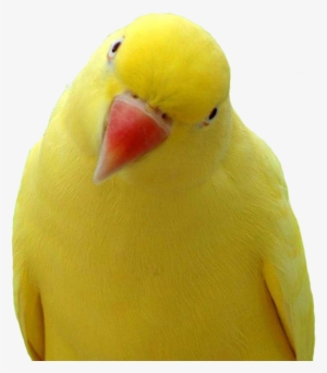 Free Icons Png - Parrot Bird