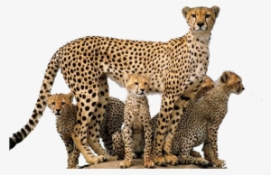 Cheetah Png - Wild Animals Png