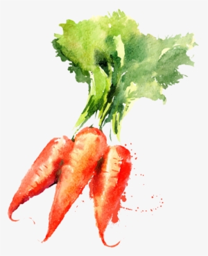 Watercolor Painting Vegetable Drawing Carrot - Vegetable Watercolor Paintings