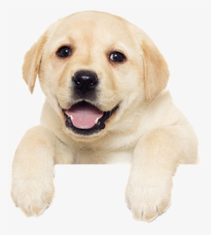 Puppy Other - Puppy Png