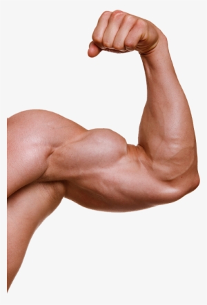 Muscle Png Free Hd Muscle Transparent Image Pngkit - roblox muscles body