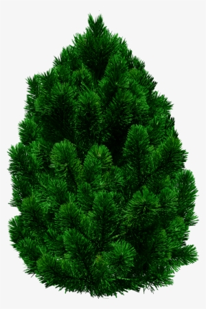 Tree Png Images Png Tree Png Hd Free Png Images Png - Tree Png For Picsart