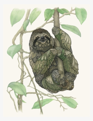 A Sloth, Just Hanging Out - Paper