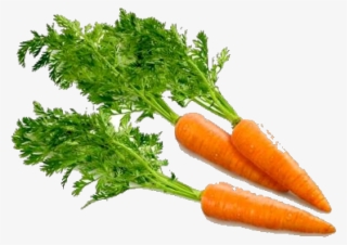 Carrot Png
