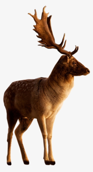 Free Png Deer Png Images Transparent - Portable Network Graphics