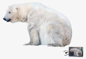 Polar Bear Png File - Polar Bear Transparent Background