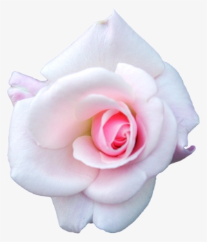 White Rose Png Image - Pink And White Rose Png