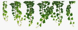 Jpg Royalty Free Download Hanging Vines Png By Moonglowlilly - Hanging Vines Clip Art