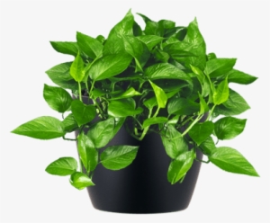 Low-light Interior Plant Jade Pothos - Small Indoor Plant Png