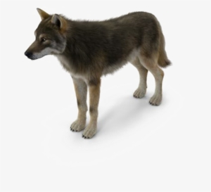 Grey Wolf Png Pic - Portable Network Graphics