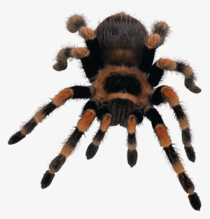 Spider Png