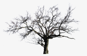 Share This Image - Transparent White Tree Png