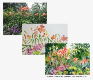 Watercolor And Wine - Rosa Glauca