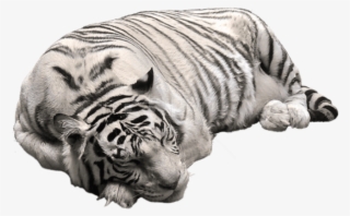 White Tiger Png Pictute - White Tiger Transparent Background