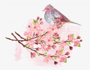 Tips For Cherry Blossom Viewing - Peach