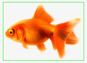 Unbelievable Goldfish Png Clipart Best Web Backsplash - Goldfish Clipart
