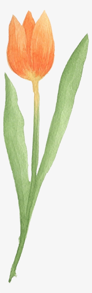 Tulip Transparent Watercolor Vector Black And White - รูป วาด ดอก ทิว ลิ ป