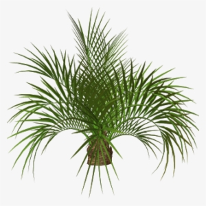 Palm Tree Plan Png - Palm Tree Png