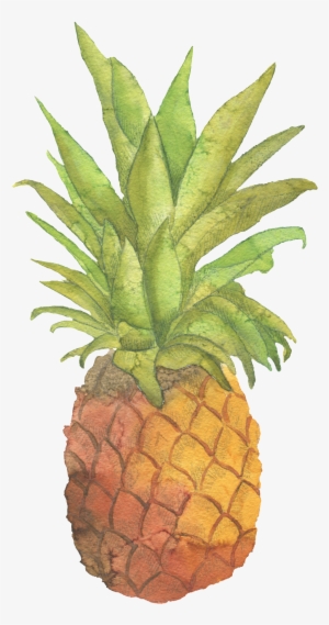 Fresh Pineapple Hand Painted Watercolor Transparent - Zazzle Be Sweet Pineapple Tote